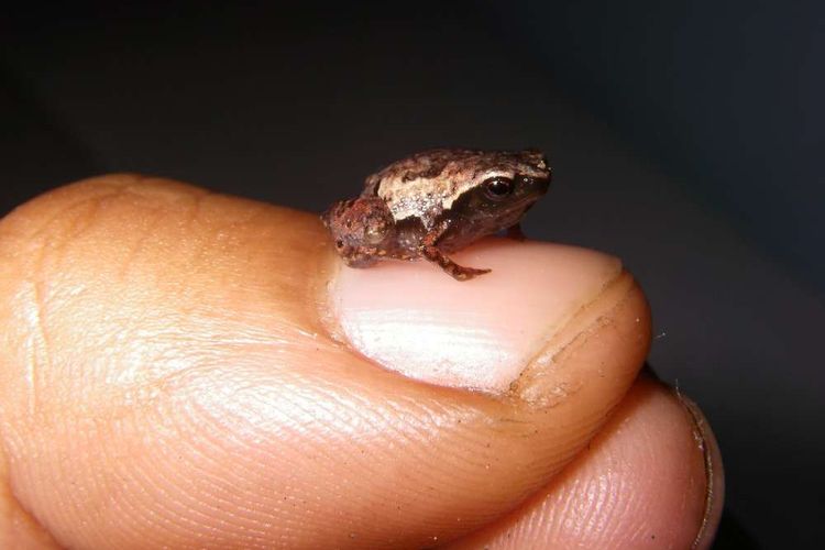 Katak Mini yang ukurannya lebih kecil dari kuku ibu jari orang dewasa ditemukan di Madagaskar.