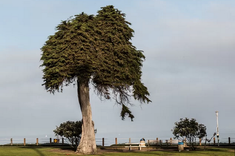 Pohon cemara Monterey cypress yang dijadikan inspirasi dalam film The Lorax diberitakan tumbang.