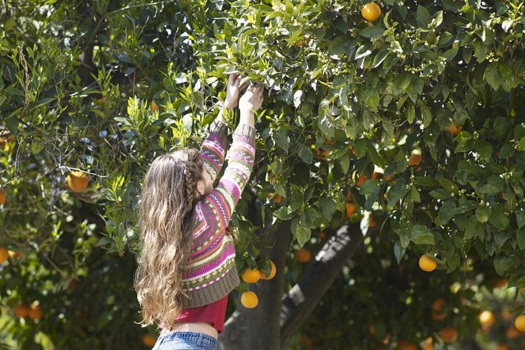 Bermain di kebun dan memanen buah jeruk bisa dijadikan sebagai alternatif wisata untuk keluarga di Australia Barat.