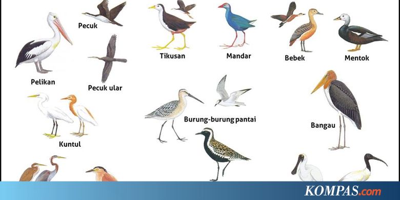 Air Dan Air Inilah 20 Kelompok Burung Air Yang Menjadi Sasaran