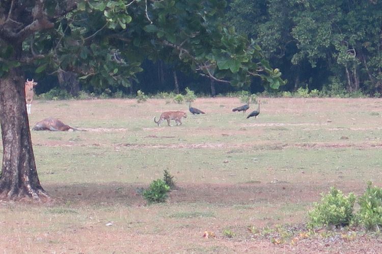 Satwa kucing besar, yang diduga Harimau Jawa (Phantera Tigris Sondaica) yang tertangkap kamera pengawas setelah memakan banteng yang mati, di kawasan Taman Nasional Ujung Kulon, Pandeglang, Banten, Jumat (25/8/2017).