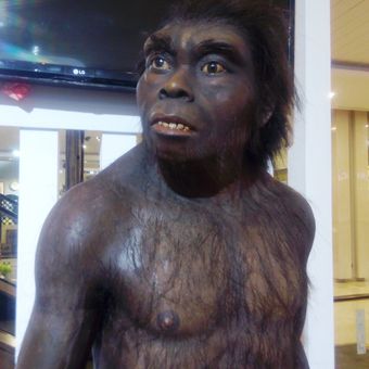 Homo erectus, manusia purba di Sangiran yang ditampilkan Balai Pelestarian Situs Manusia Purba Sangiran di Medan, Kamis (19/10/2017)