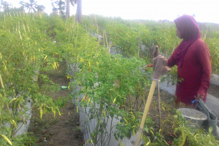 Biyem, wanita petani di Kecamatan Temon, panen cabai rawit tiap 3 hari satu kali. Ia bertahan dengan cabai itu meski di kepung pembangunan Bandara NYIA di Kulon Progo. Di kejauhan, tampak alat berat pemadat tanah lahan NYIA, sedang bekerja dan menciptakan debu dan pasir beterbangan.