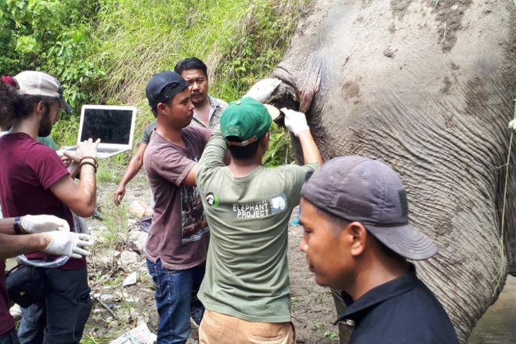 BKSDA Aceh mengobati induk gajah yang terluka di Gunung Biram, Aceh Besar