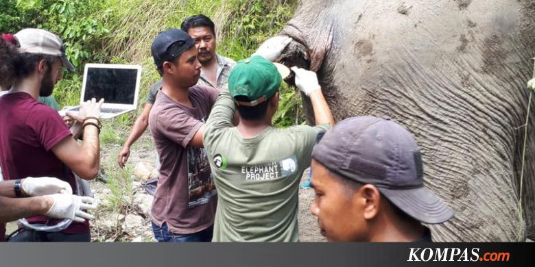 Setelah Diobati, Induk Gajah Ini Dipasangi "GPS Collar"
