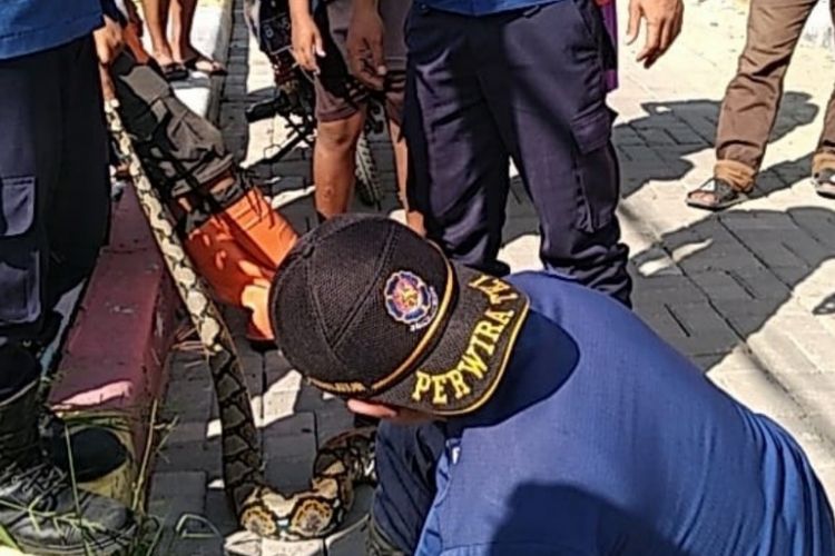 Seekor ular sanca diamankan petugas dari sebuah empang di Kepulauan Seribu, Rabu (6/2/2019).