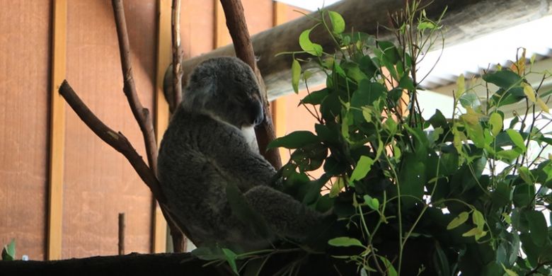 Koala di Paradise Country, Gold Coast, Australia