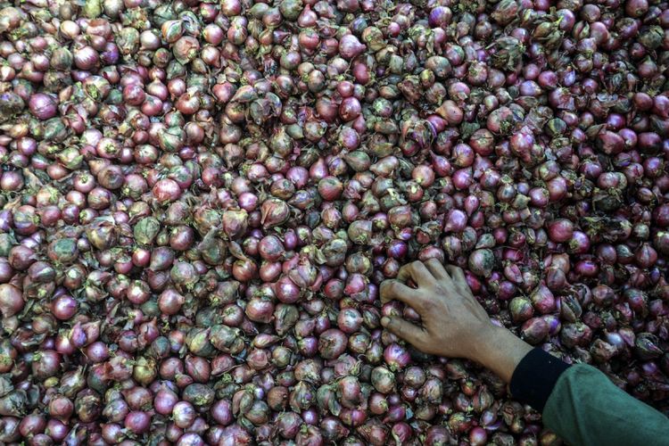 Pekerja menyortir bawang merah di Bayongbong, Kabupaten Garut, Jawa Barat, Jumat (23/2). Sekretaris Jenderal Asosiasi Bawang Merah Indonesia (ABMI) Ikhwan Aris mengatakan bahwa pada tahun ini produksi bawang merah diperkirakan stabil sekitar 1,4 juta ton sedangkan kebutuhan nasional sekitar satu juta per tahun. ANTARA FOTO/Agvi Firdaus/aww/18.