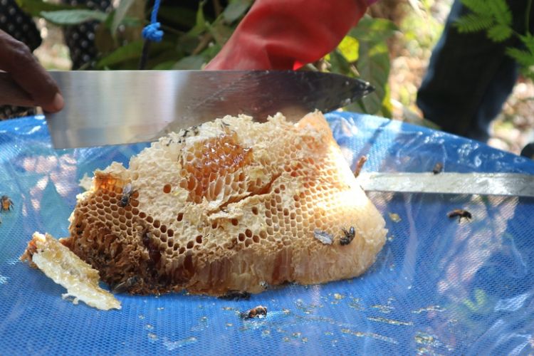 Salah satu hasil panen madu hutan Flores dari satu sarang, di Duntana, Flores Timur, NTT, Sabtu (13/10/2018).
