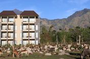 Hot el Bintang 4 Hadir di Taman Safari Prigen