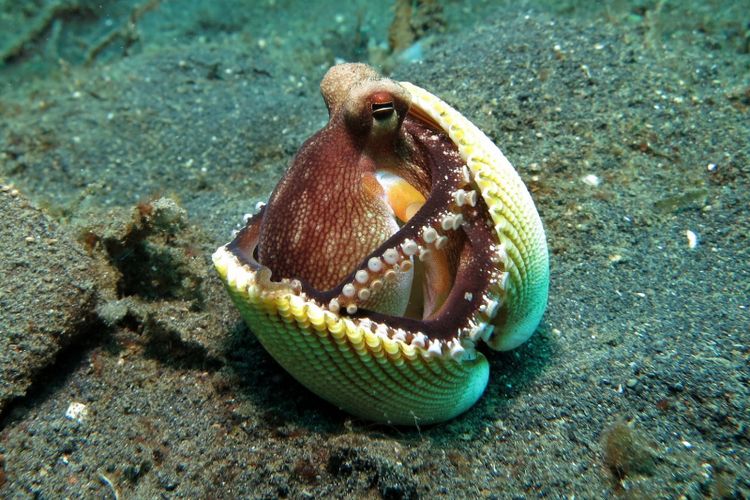 Seekor gurita bersembunyi dalam kulit kerang.