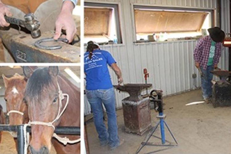 FArrier Science di Messalands Community Collage Website 