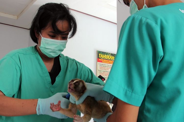 Dokter Wendy Prameswari bersama tim International Animan Rescue (IAR) memberikan penanganan kesehatan pada 76 ekor Kukang Jawa di kantor BKSDA wilayah VI tasikmalaya resor Cirebon, Jumat Siang (11/1/2019). 76 ekor kukang direncanakan akan dilepasliarkan dalam waktu dekat. 