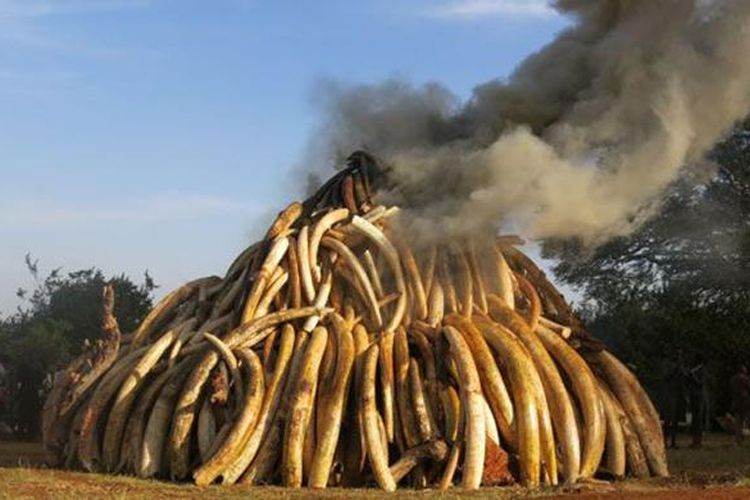 Pembakaran 15 ton gading gajah di Kenya.