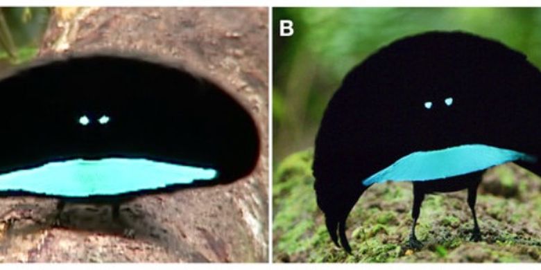 Pebandingan burung cenderawasih: (ki-ka) gambar kiri adalah burung cenderawasih kerah dengan bulu biru seperti tersenyum, gambar kanan adalah burung cenderawasih Vogelkop yang bulu birunya seperti cemberut.