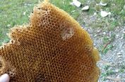 Madu Asli Kepulauan Sula, Begini Ciri-cirinya