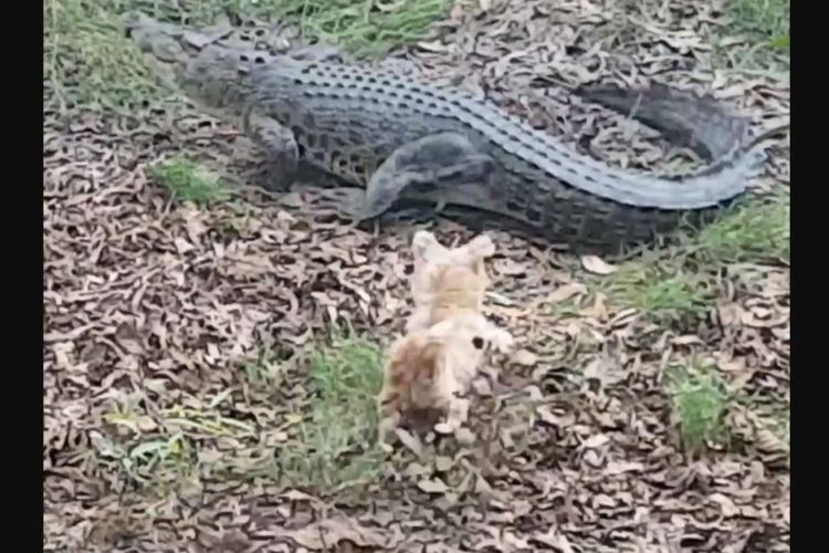 Pippa si anjing selama bertahun-tahun selalu mengganggu seekor buaya air asin yang tinggal di sebuah sungai di Australia.