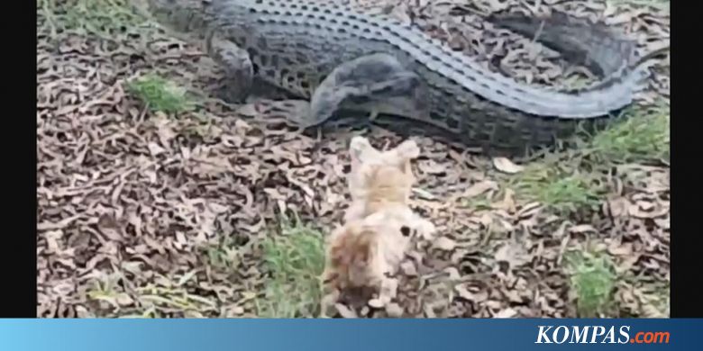 Bertahun-tahun Ganggu Seekor Buaya, Anjing Kecil Ini Akhirnya Dimangsa