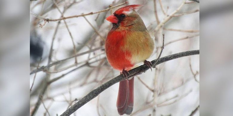 Burung kardinal utara, setengah jantan dan setengah betina. Umumnya burung kardinal jantan bulunya hanya berwarna merah, sedangkan betina berwarna cokelat. Namun burung ini gabungan keduanya.