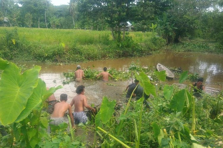 Belasan warga masuk ke dalam sungai dan membongkar rumpun tanaman eceng gondok untuk mencari potongan tubuh Karoman yang belum ditemukan