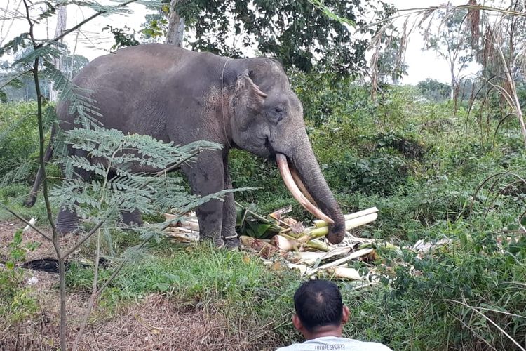 Petugas memberikan makanan untuk gajah guna memulihkan kondisi kesehatan gajah akibat dehidrasi (Dok.BBKSDA Riau)