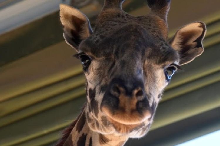 Emara, Jerapah di Calgary Zoo Kanada