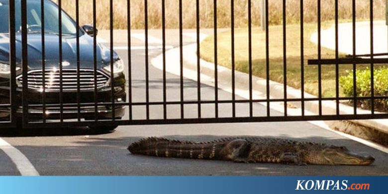 Buaya 3 Meter Berkeliaran di Halte Bus Sekolah di Florida