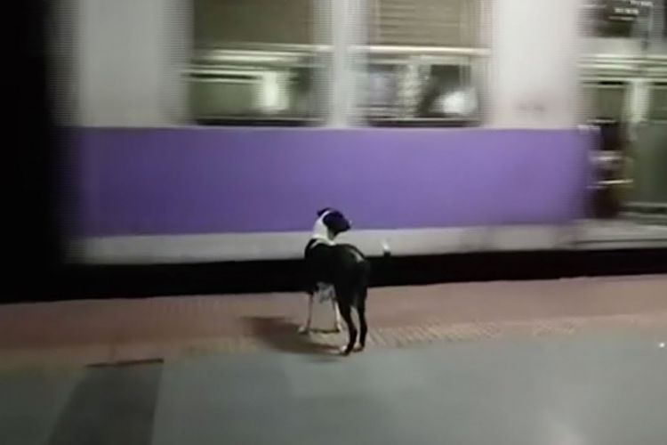Anjing ini selalu menunggu datangnya kereta arah Kalyan di stasiun Mumbai pada pukul 23.00