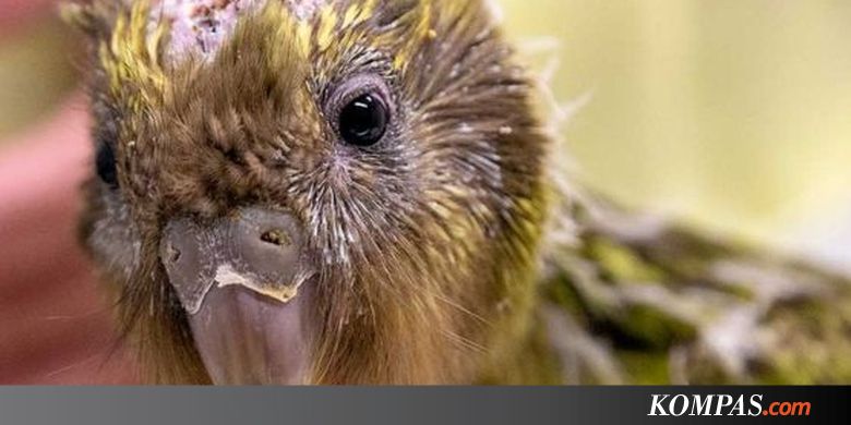 Terancam Punah Burung Beo Kakapo Jalani Operasi Otak Pertama Di