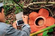 Kapan Waktu Terbaik Melihat Rafflesia Arnoldii?