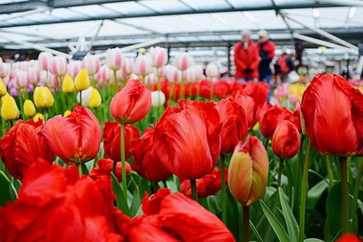 Bunga tulip khas Belanda dipamerkan di rumah kaca di Taman Bunga Keukenhof, Belanda. Bunga tulip adalah salah satu produk holtiklutura andalan dari Belanda. 
