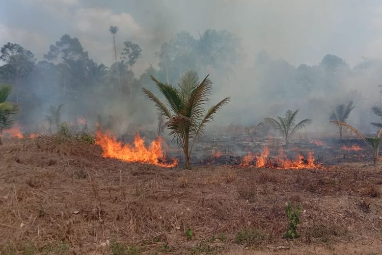 Kebun kelapa di Desa Sijuk, Belitung terkena kebakaran lahan yang dipicu musim kering.