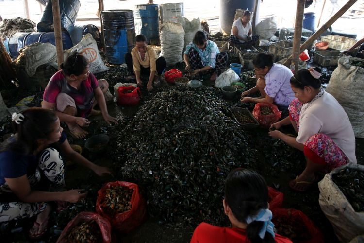 Buruh mengupas kerang hijau yang diolah di Kampung Kerang Hijau, Kalibaru, Cilincing, Jakarta Utara, Jumat (5/8/2018). Sejak 1981, budidaya kerang di Teluk Jakarta menjadi gantungan hidup ribuan orang.