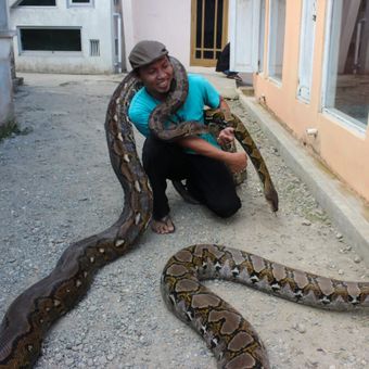 Munding Aji (30), seorang pemuda dari RT 2 RW 1 Desa Gunungsari, Kecamatan Pejagoan, Kebumen, Jawa Tengah, mengoleksi 10 ular piton besar. Tiga di antaranya, seperti di foto, bernama Syahrini (di tangan kiri), Rambo (yang terkalung di leher) dan Shely (yang menjalar di tanah).