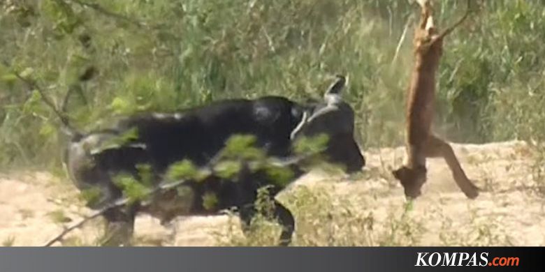 Seekor Banteng Seruduk Singa Hingga Terpelanting Ke Udara