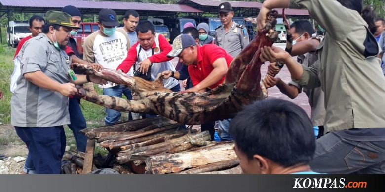 Belajar dari Kasus di Sumut, Apa Alasan Harimau Masuk Kampung?