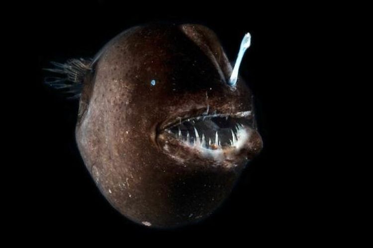 Ikan sungut ganda (anglerfish)