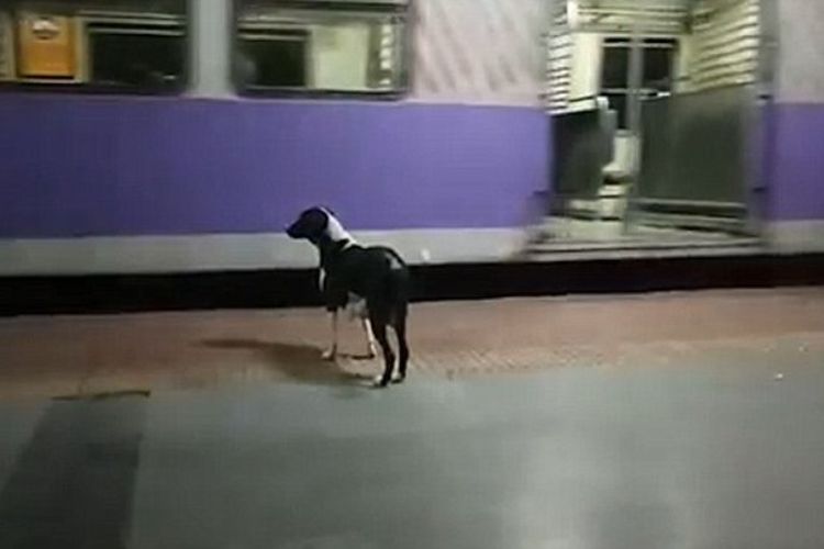 Seekor anjing di India selalu datang ke stasiun setiap malam. Banyak orang yang meyakini, anjing itu menantikan kedatangan pemiliknya. (Daily Mail)