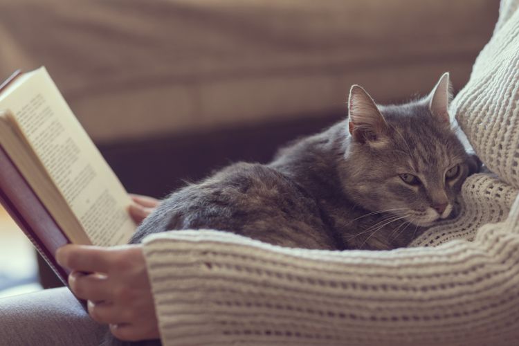 Soft cuddly tabby cat lying in its owners lap enjoying and purring while the owner is reading a book. Focus on the cat; warm, cozy, domestic atmosphere