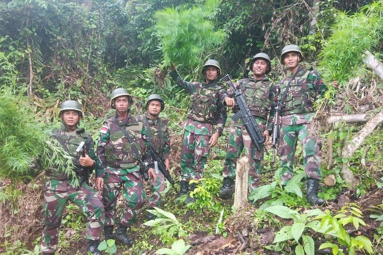 Personel TNI saat mencabut pohon ganja yang berhasil ditemukan saat melakukan patroli di perbatasan RI - PNG, Senin (10/6/2019)