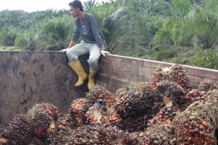 Kelapa sawit PT Sumber Kharisma Persada, anak perusahaan PT Astra Agro Lestari Tbk di Kecamatan Sangkulirang, Kabupaten Kutai Timur, Kalimantan Timur, Sabtu (14/2/2015).
