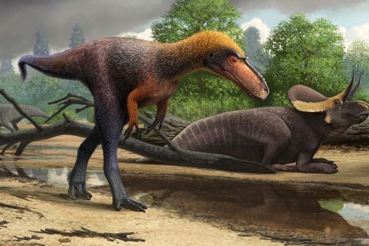 Kerabat T-rex yang diberi nama Suskityrannus hazelae ini memiliki ukuran yang jauh kecil daripada saudaranya.