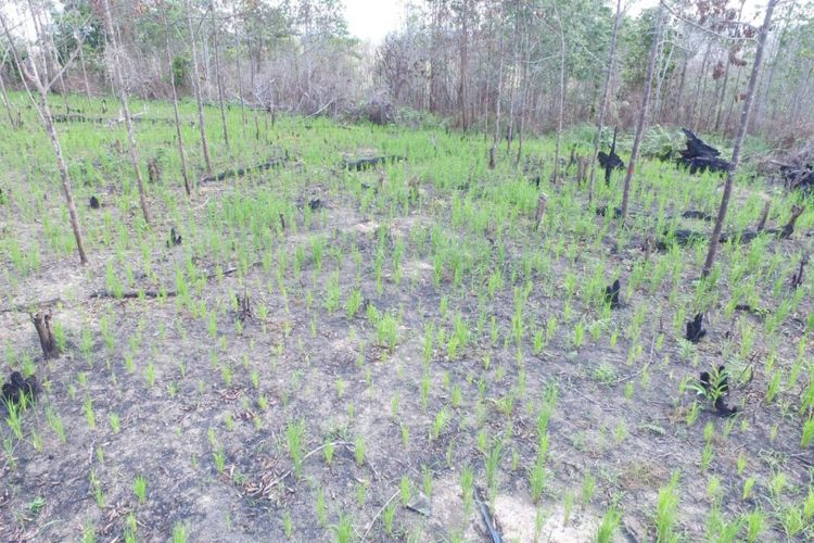 Hutan BOSF Samboja Lestari di Kukar mengalami kerusakan. Perambah masuk. Pohon ditebangi diganti padi. 
