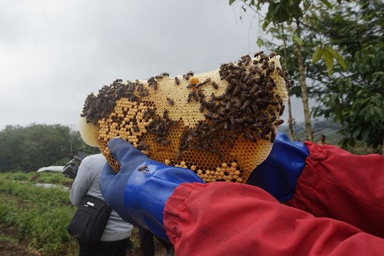 Madu yang dihasilkan oleh peternak madu di Desa Sumber Urip dihasilkan dari lebah api sirana.