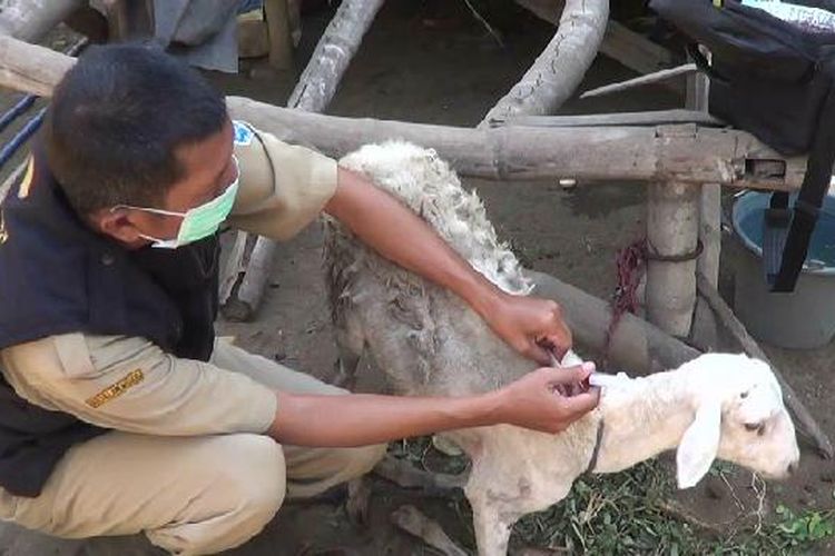 Petugas memberikan vaksin kepada domba yang digigit agar tidak lemas dan menular.