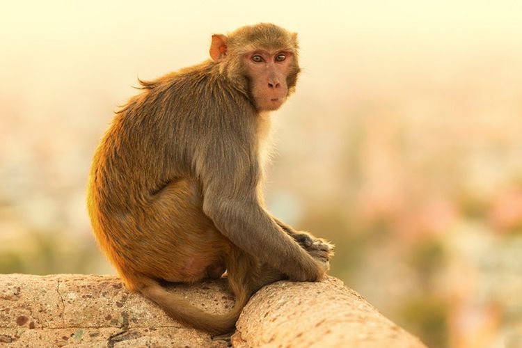 Ilustrasi monyet India.