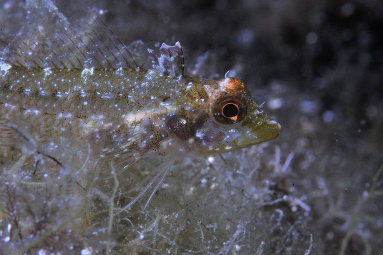 Ikan triplefin memiliki mata seperti senter yang dapat dinyalakan sesuka hatinya.