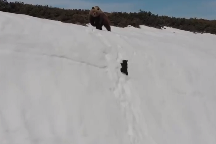 Seekor anak beruang dan induknya mencoba mendaki lereng bukit bersalju yang curam