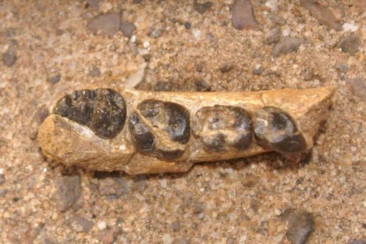 Fosil gigi milik leluhur Monyet Dunia Lama yang merupakan spesies baru dan dinamai Alophia metios. Fosil gigi ini berusia 22 juta tahun.