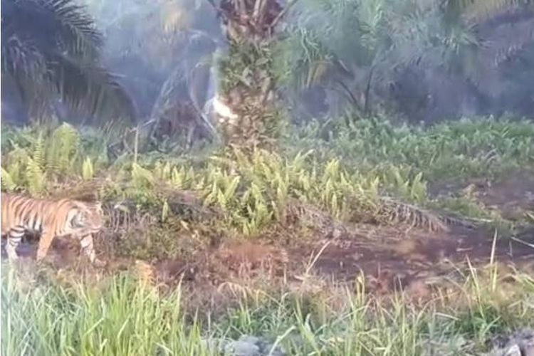 Harimau Bonita yang menerkam dua warga di Kampung Danau, Kabupaten Indragiri Hilir, Riau, belum tertangkap sejak 3 Januari lalu.